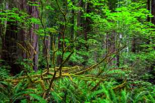 Light in the redwoods-3124.jpg Light in the redwoods-3124.jpg